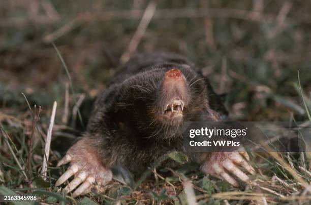 Common mole .