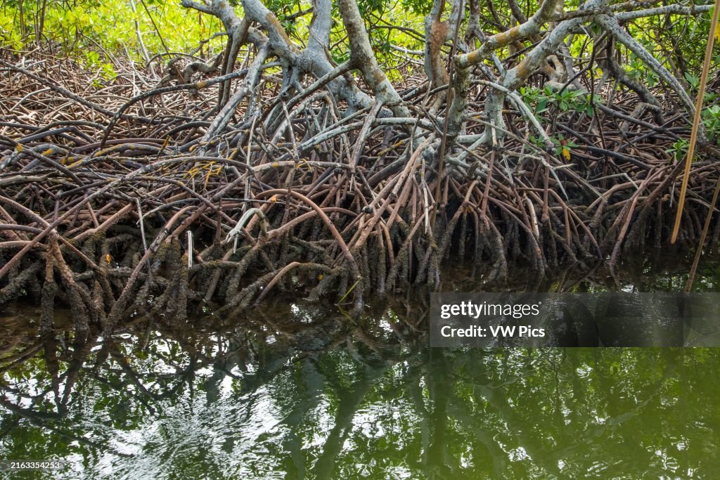 Prop Roots Rizophora Aerial prop roots of the Red Mangrove, Rhizophora mangle, in a swampy ...
