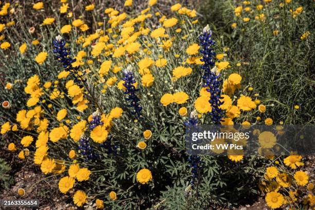 Desert Marigolds, Baileya multiradiata, and Bluebonnet, Lupinus harvardii, in bloom in spring in Big Bend National Park in Texas.