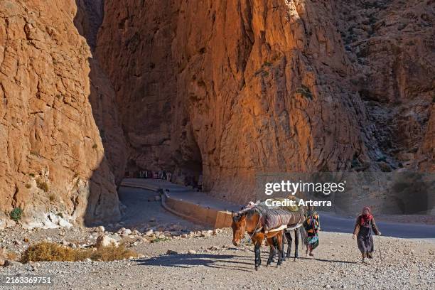 Moroccan women leading two heavily packed mules through the Todgha Gorges, Todra Gorge in the High Atlas Mountains, Tinghir, Draa-Tafilalet, Morocco.