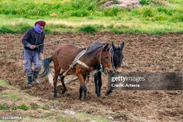 Moroccan farmer ploughing field with primitive wooden plough, plow, pulled by two mules, Midelt Province, Meknes-Tafilalet Region, Morocco.