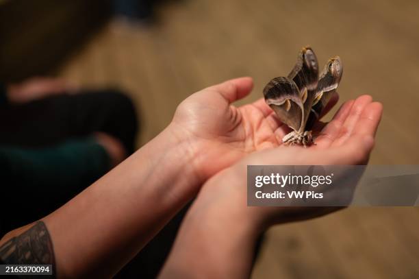 Ailanthus silkmoth at the Arthropods Workshop taught by the entomologist and environmental disseminator Sergi Romeu Valles at Zaragoza River...