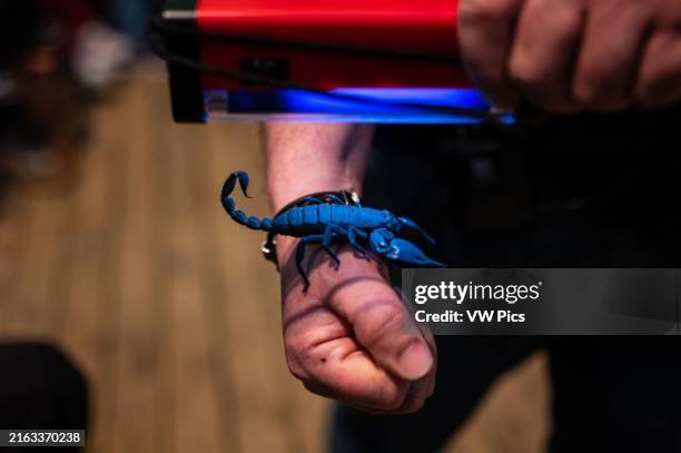 Scorpion fluoresce when exposed to ultraviolet light. Arthropods Workshop taught by the entomologist and environmental disseminator Sergi Romeu...