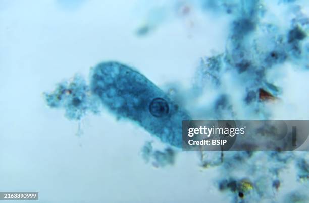 This photomicrograph of a trichrome-stained specimen revealed the presence of an Entamoeba coli trophozoite, which contained a characteristically...