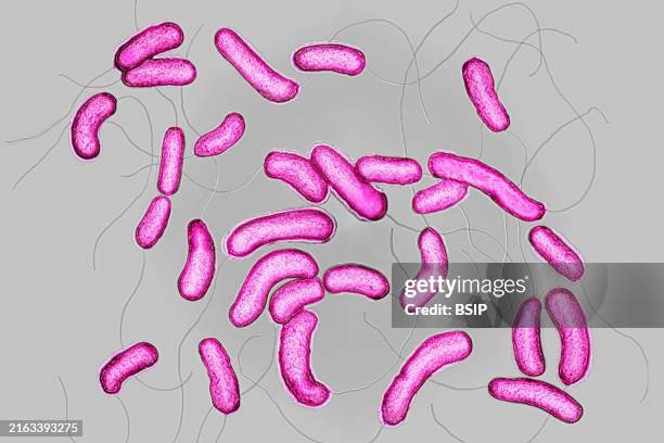 Cholera bacilli or cholera vibrio . Cholera is a contagious epidemic enteric poisoning infection. If left untreated, the classic major form is fatal...