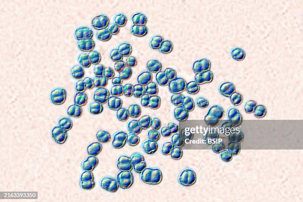 Meningococcus or meningococcal disease or Neisseria meningitidis, is a bacteria involved in meningitis. These bacteria are the cause of mild...