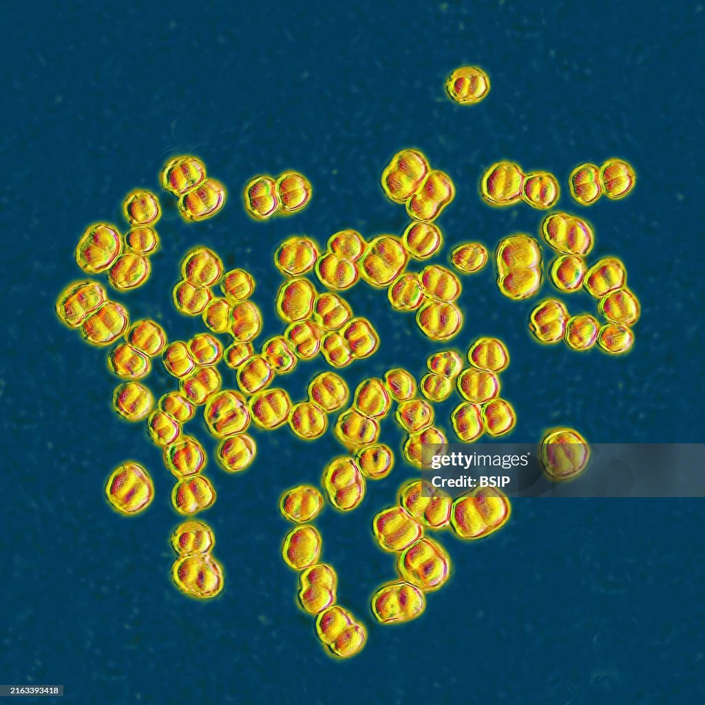 Meningococcus