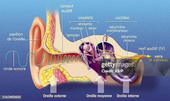 Representation of the anatomy of the ear, from left to right: -... News ...