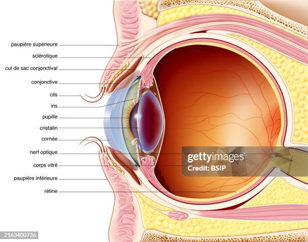 The eyelids. Representation in median sagittal section of the eye and the eyelid with highlighting of their structures. On the upper eyelid, from...