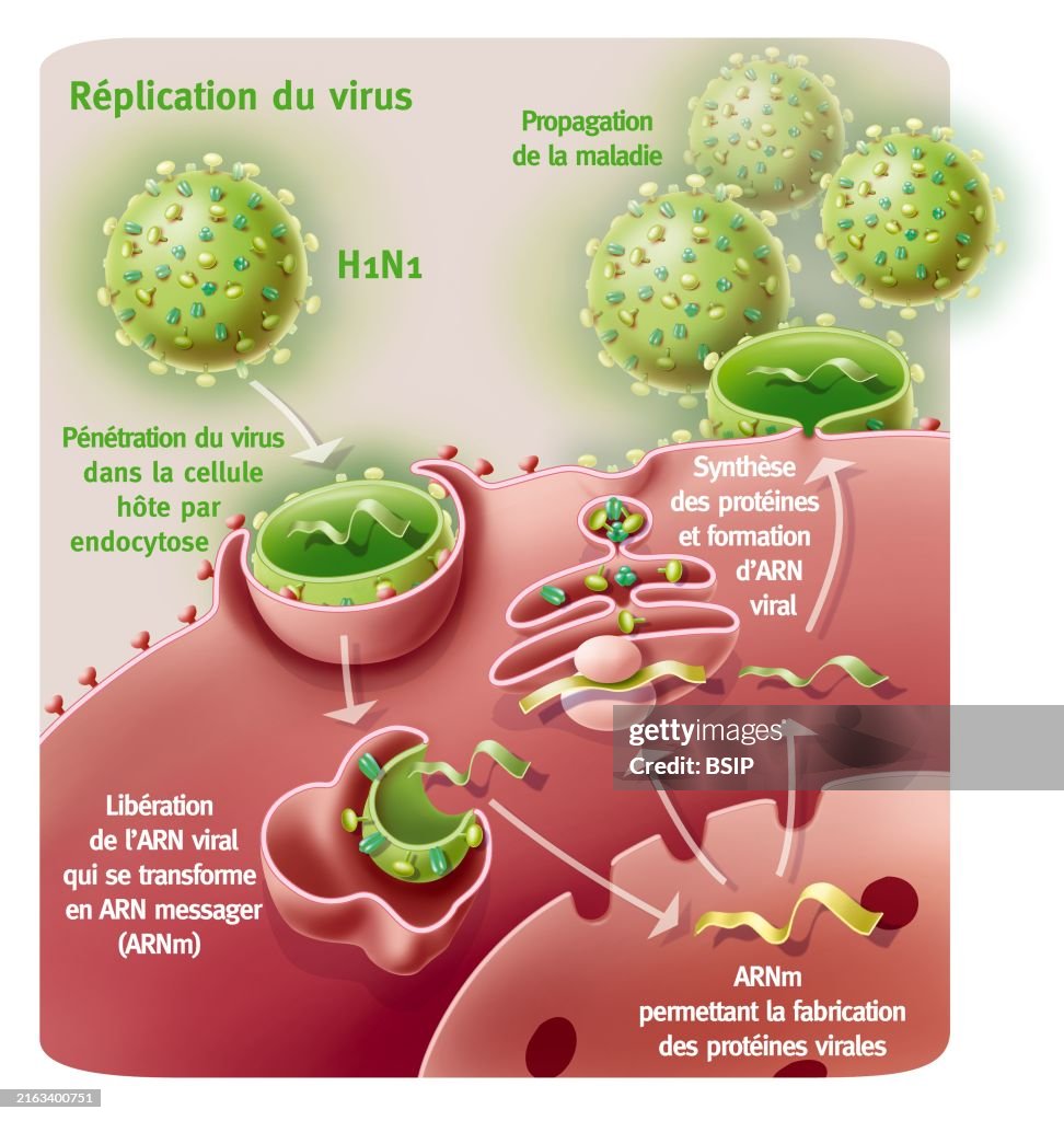H1n1 Rash Replication of the H1N1 virus. Representation of the penetration and ...