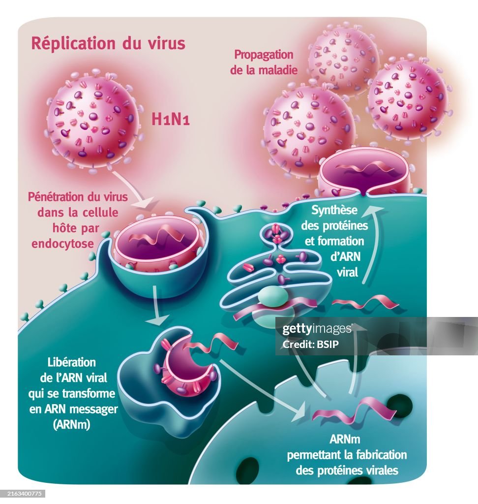 Influenza has h1n1 virus infection