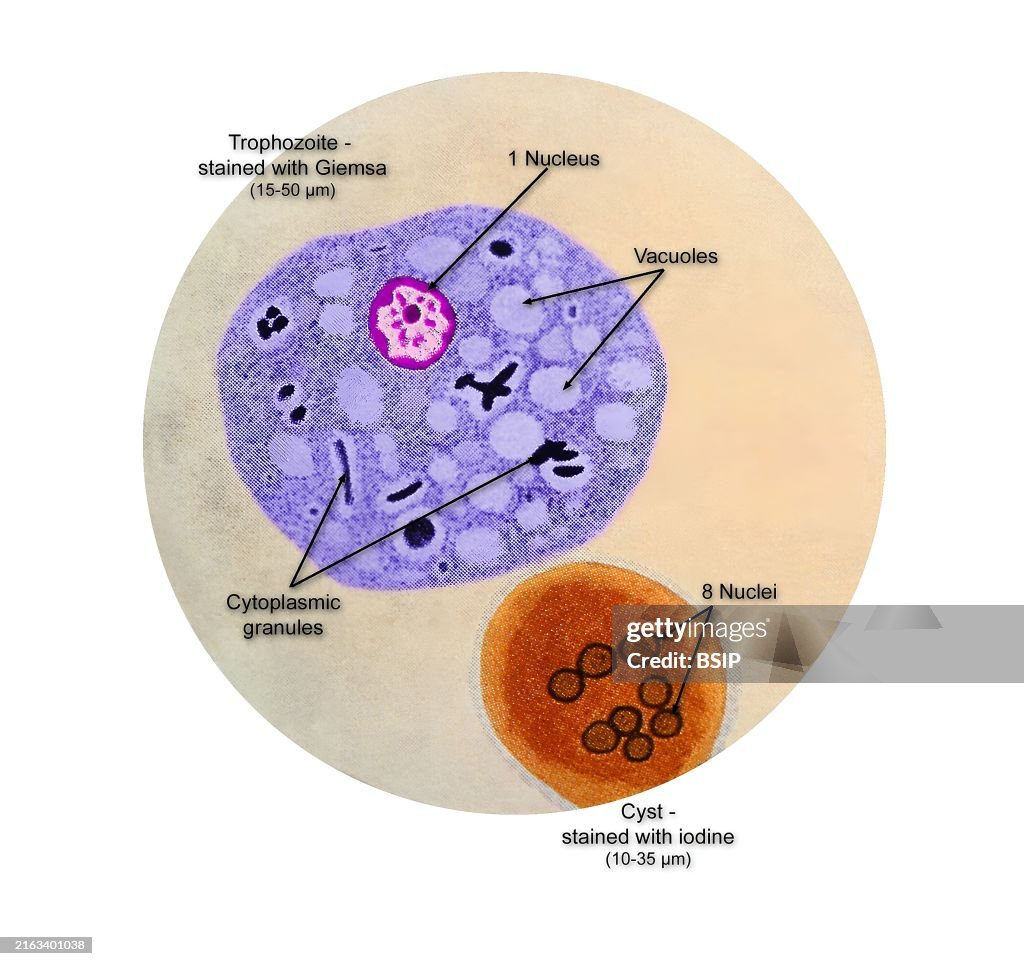 Entamoeba coli