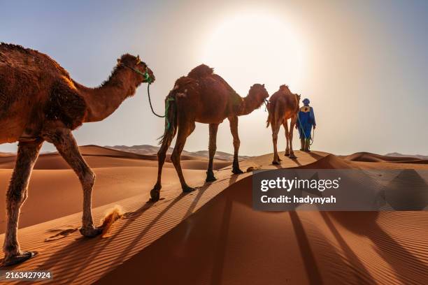 young tuareg with camels on western sahara desert in africa - sahara desert stock pictures, royalty-free photos & images