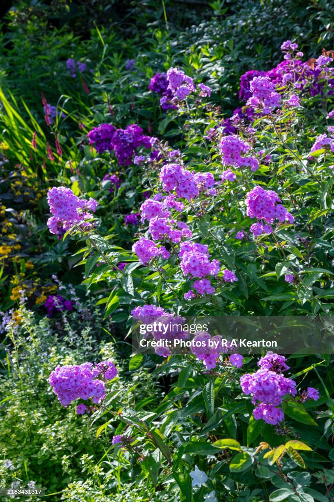 Phlox Paniculata flower head in summer garden