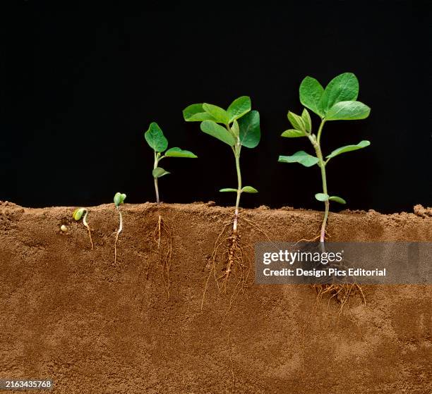 Seed Rooting Field 218 Soil Root System Stock Photos, High-Res Pictures, and Images ...