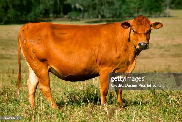 Livestock - Sideview of a Romosinuano beef cow on a green pasture/Florida, USA.