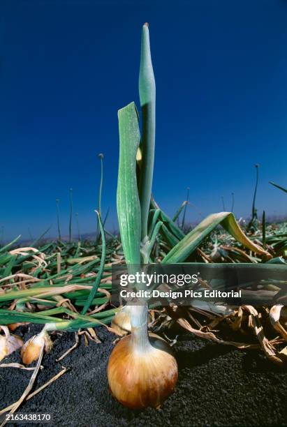 Agriculture - A mature yellow onion in the field, ready for harvest/Salinas Valley, California, USA.