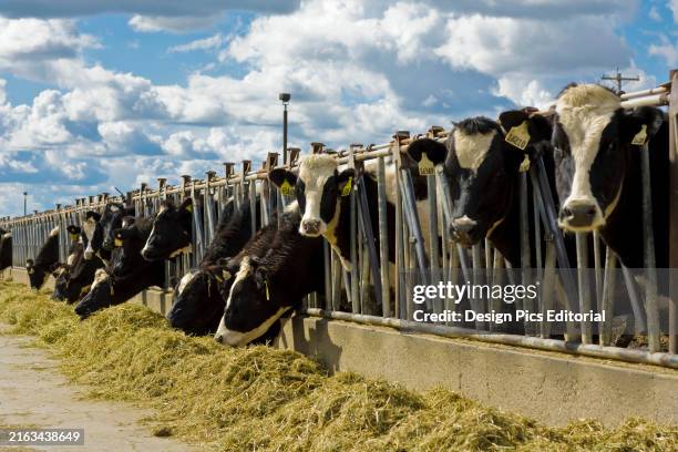 Livestock - Holstein dairy cows feed on haylage at a dairy feedbunk/near Escalon, San Joaquin County, California, USA.