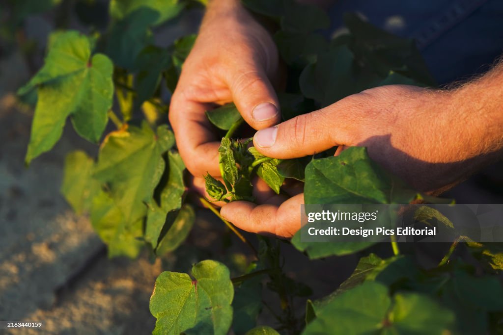 Agriculture