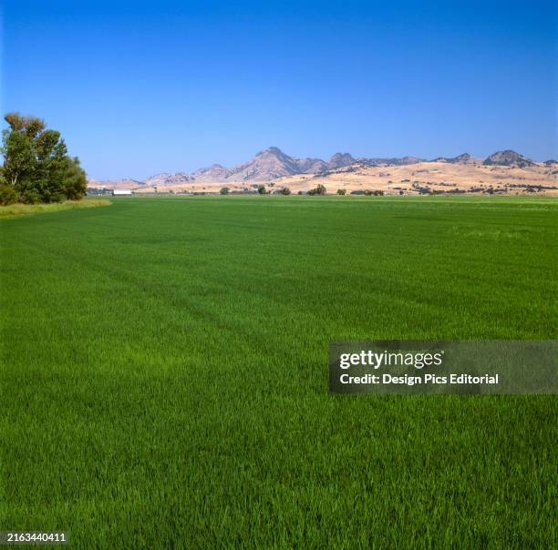Sutter Buttes Rice 70 Sutter Buttes Stock Photos, High-Res Pictures, and Images - Getty Images