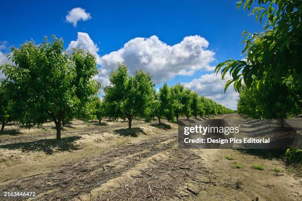 Agriculture - Looking down between rows of a young nectarine orchard in Spring/near Dinuba, California, USA.