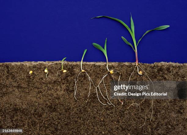 181 Soil Root System Stock Photos, High-Res Pictures, and Images ...