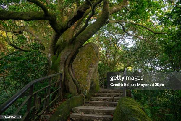 low angle view of steps amidst trees in forest - taipei stock pictures, royalty-free photos & images