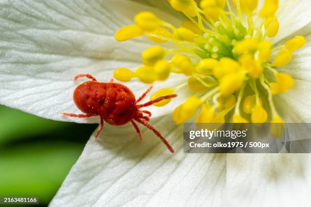close up macro red velvet mite or trombidiidae in natural environment on a white anemone flower - zecca bruna del cane foto e immagini stock