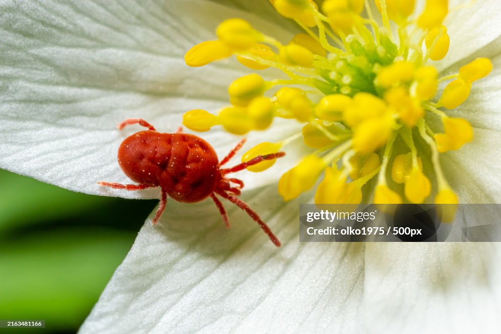 Close up macro Red velvet mite or Trombidiidae in natural environment on a white anemone flower