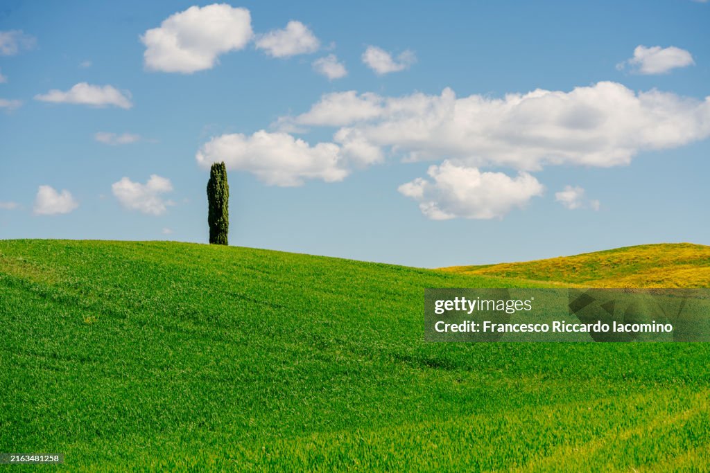 Green rolling hills and cypress trees in Tuscany