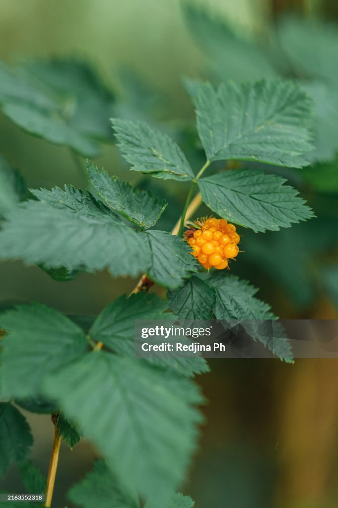 Close-up of Orange Salmonberry on Green Plant