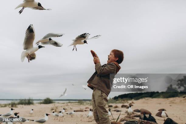 happy boy feeding seagulls on the beach - young seagull stock pictures, royalty-free photos & images