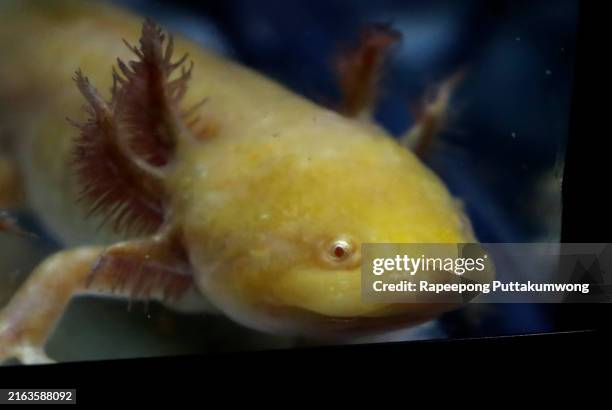 axolotl, or mexican mole is an amphibian. - axolotl stockfoto's en -beelden
