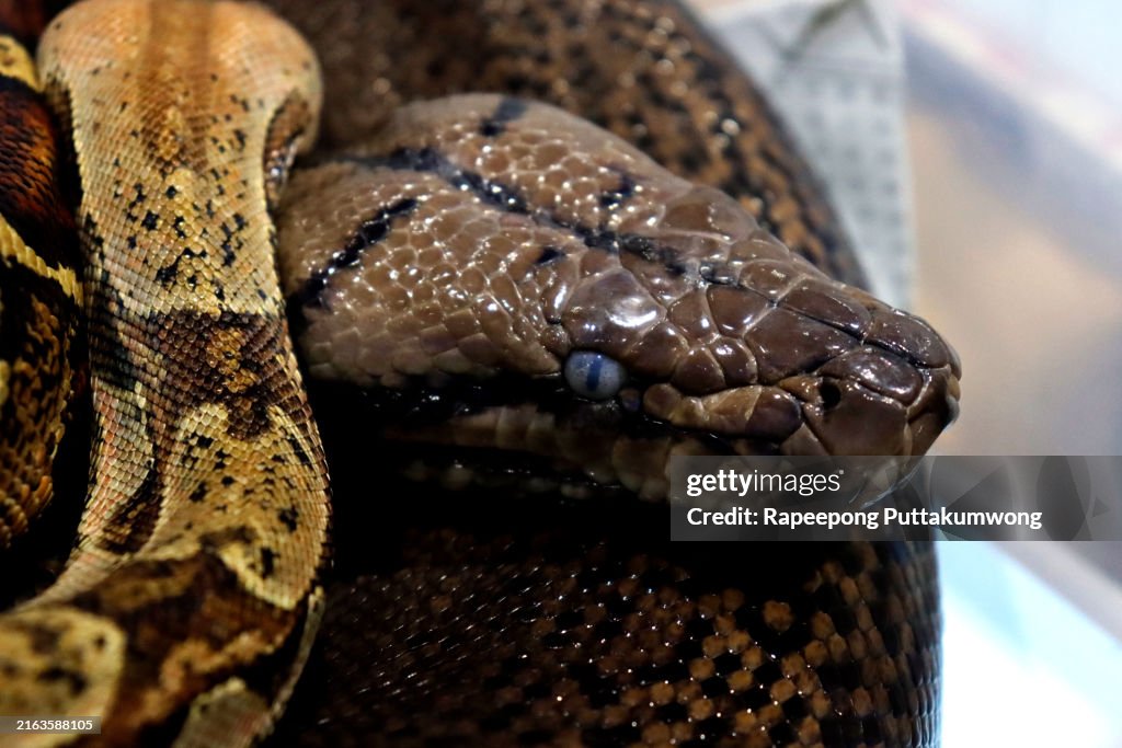 Close-up head and body boa constrictor snake is the big snake