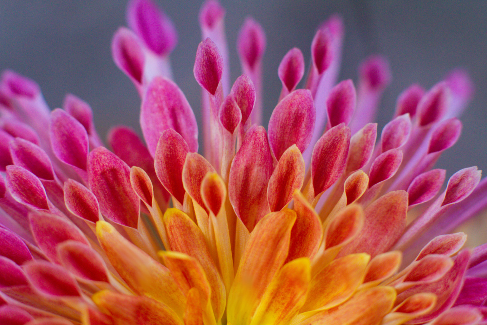 colorful flowers