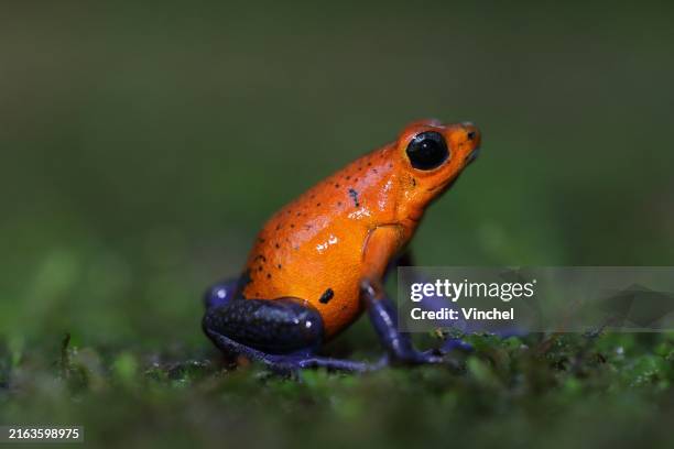 strawberry poison dart frog - dart frog stock pictures, royalty-free photos & images