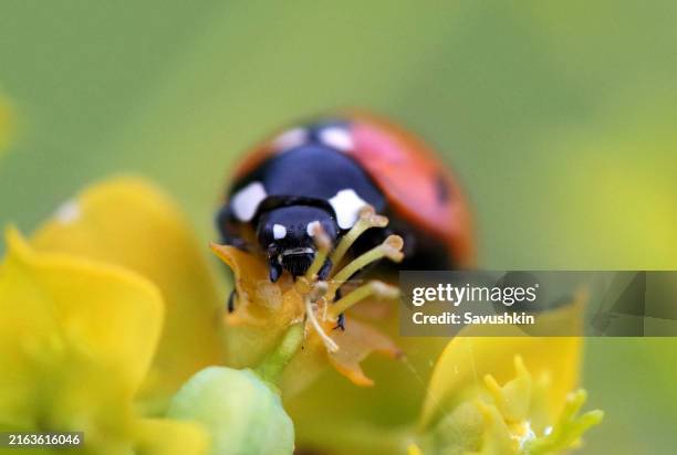 ladybug - nyckelpiga bildbanksfoton och bilder
