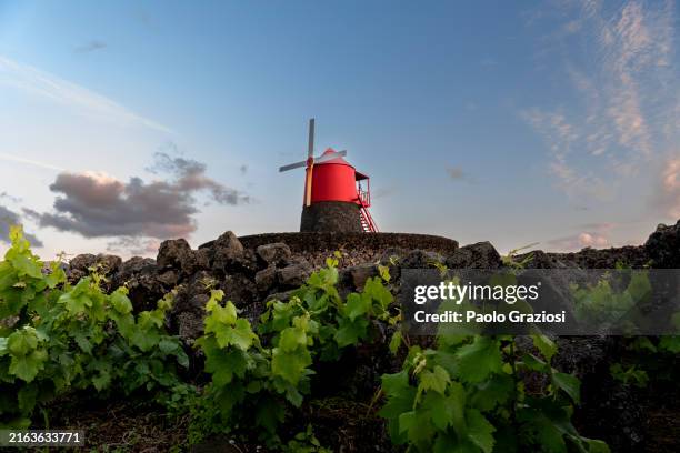 windmill in the vineyards, azores islands - azores stock pictures, royalty-free photos & images