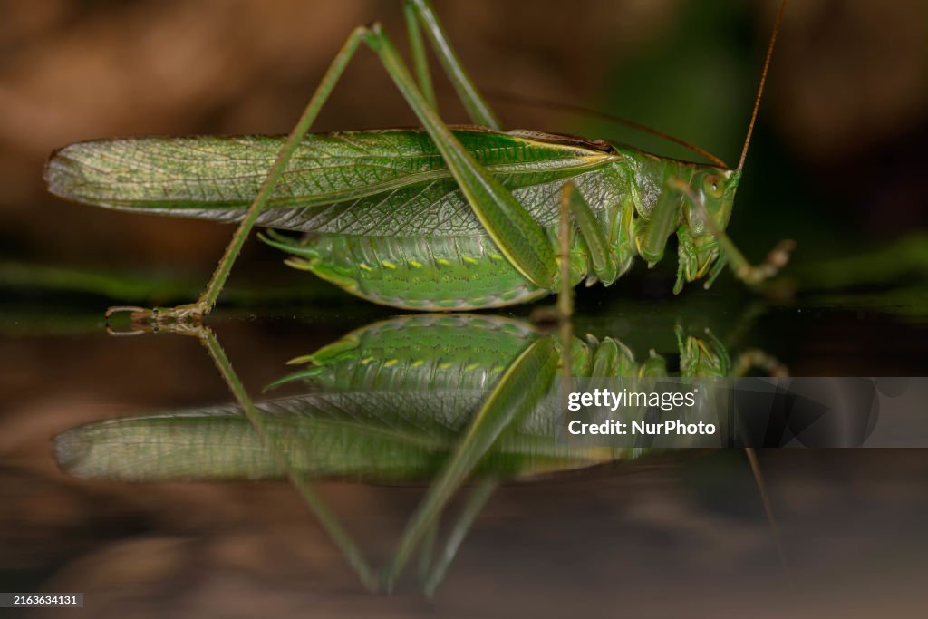 Large Green Katydid (Tettigonia Viridissima)