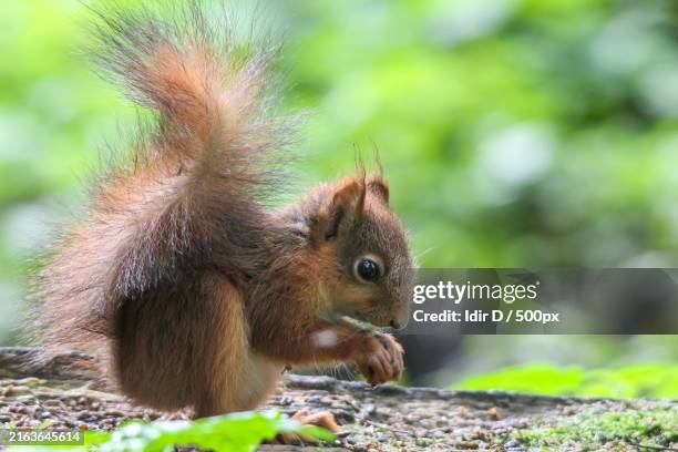 23 Red Squirrel Baby Stock Photos High Res Pictures And Images 23-red-squirrel-baby-stock-photos-high-res-pictures-and-images