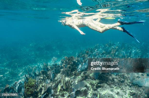 mother and young daughter snorkeling in the pristine water of john pennekamp coral reef state park off of key largo in the florida keys, usa - state park stock pictures, royalty-free photos & images