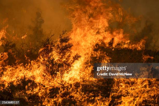 Flames quickly grow as firefighters set a backfire on the eastern front of the Park Fire, which has grown to 360,141 acres and is 12 percent...