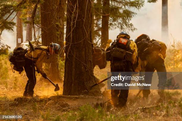 Firefighters dig a ring around a tree to reduce the chance on it burning as they set a backfire on the eastern front of the Park Fire, which has...
