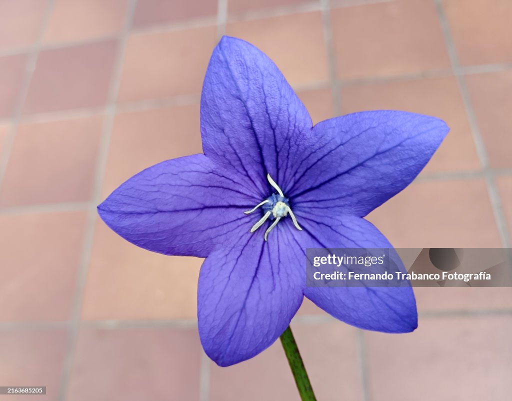 Beautiful blue flower