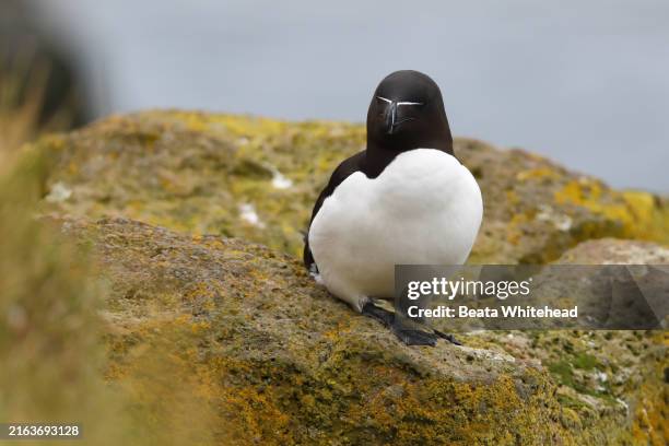 Blå Raserbil 874 Razorbill Razorbills Stock Photos, High-Res Pictures, and Images ...