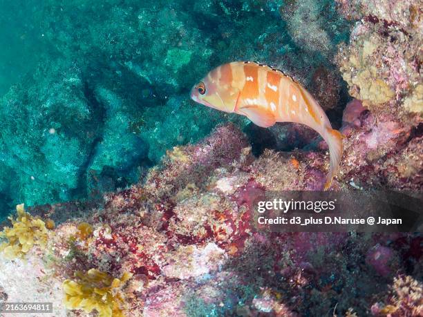 a big beautiful big blue octopus (octopus cyanea) hiding among the rocks.a large, beautiful blacktip grouper (epinephelus fasciatus) .cooperative hunters,hirizohama beach, nakagi, minami-izu, izu peninsula, shizuoka pref, japan. - july 2024. - krake cephalopode stock-fotos und bilder