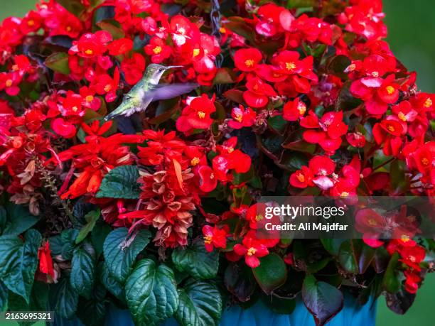 humming bird in action over begonia - hummingbird perch stock pictures, royalty-free photos & images