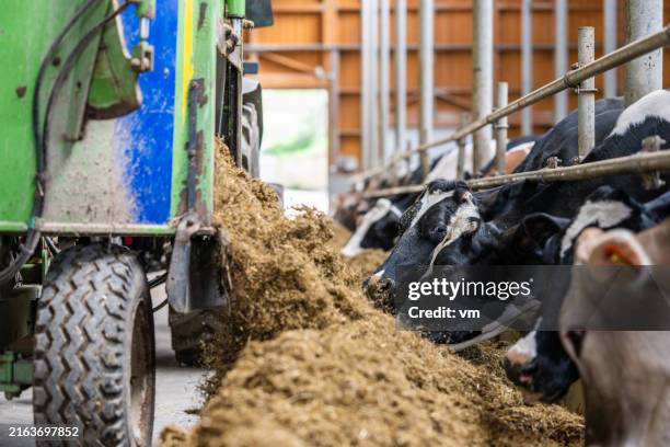 automated feeding process in a cow barn - beef cattle stock pictures, royalty-free photos & images