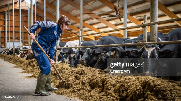 une agricultrice caucasienne s’occupe des vaches dans une étable - vache laitière photos et images de collection
