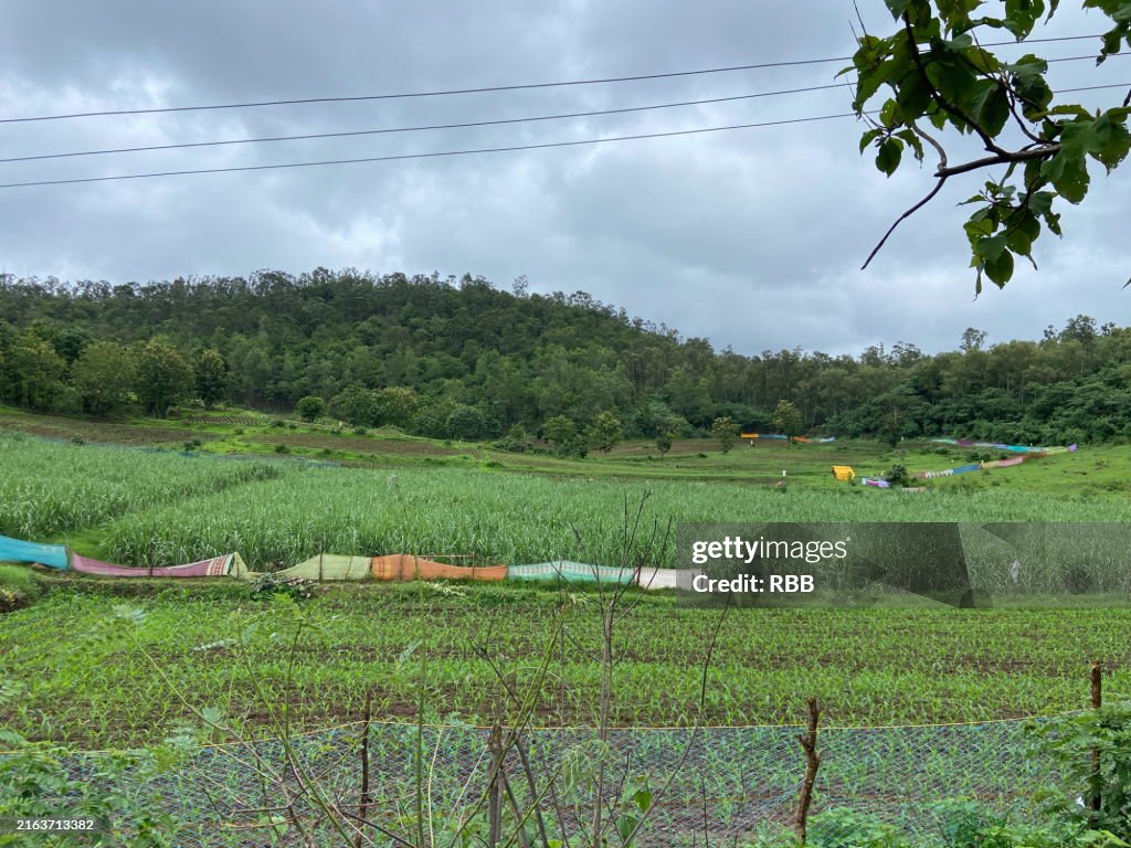 Cultivated farm lands along the hill slope in Karnataka, India.